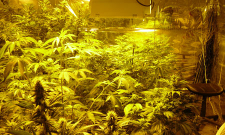 חוות גידול מריחואנה כללי
